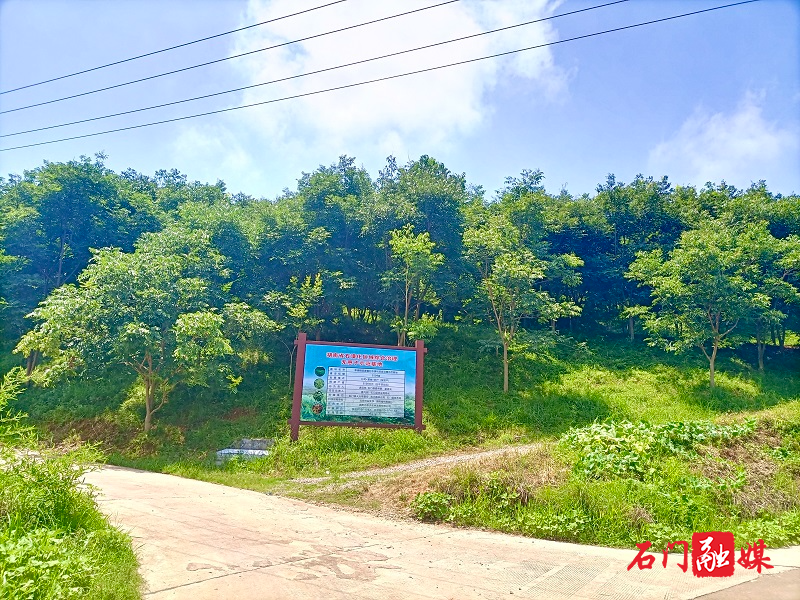 3石门县新铺镇岳家棚村无患子基地.jpg 3石门县新铺镇岳家棚村无患子基地.jpg