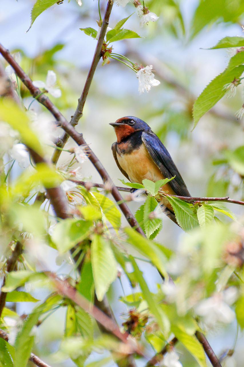 swallow-710649_1280.jpg