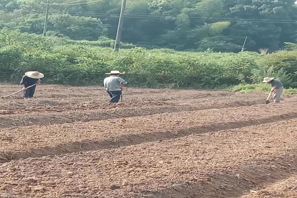 8.4朝龙红菜苔.jpg