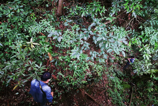 图为技术人员在野外开展植物多样性调查.png