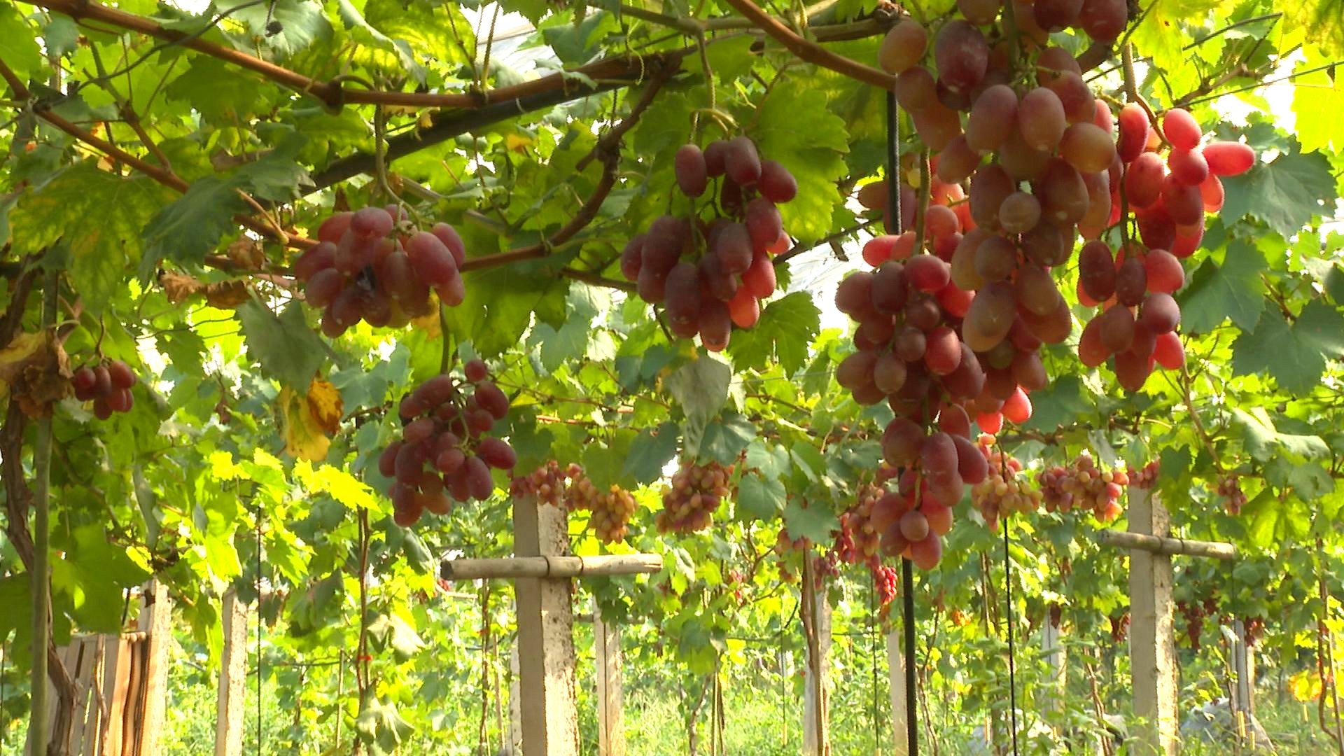 视频今日立秋丨风吹一片叶又遇立秋时