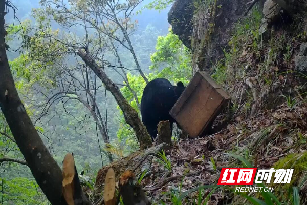 南山国家公园：“熊憨憨”偷吃蜂蜜监控拍下全过程_邵商网
