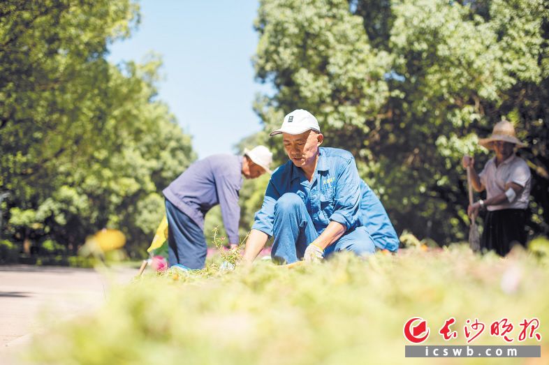 　　园林工人李文龙和工友一起更换枯萎的植被。长沙晚报全媒体记者 黄启晴 摄