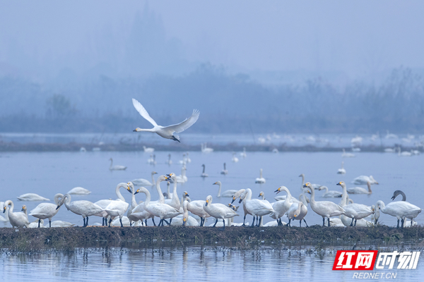 屈原管理区东古湖湿地.jpg