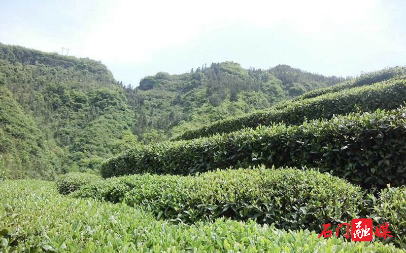 茶叶.jpg