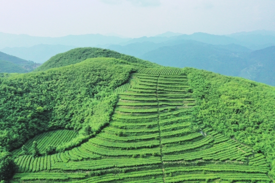 云台山的茶园.jpg