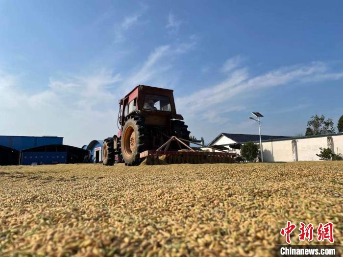 资料图：洞庭湖区粮食实现机械化作业。　宋梅 摄