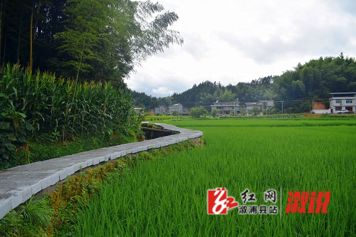 阳雀坡村干净整洁的游步道.jpg