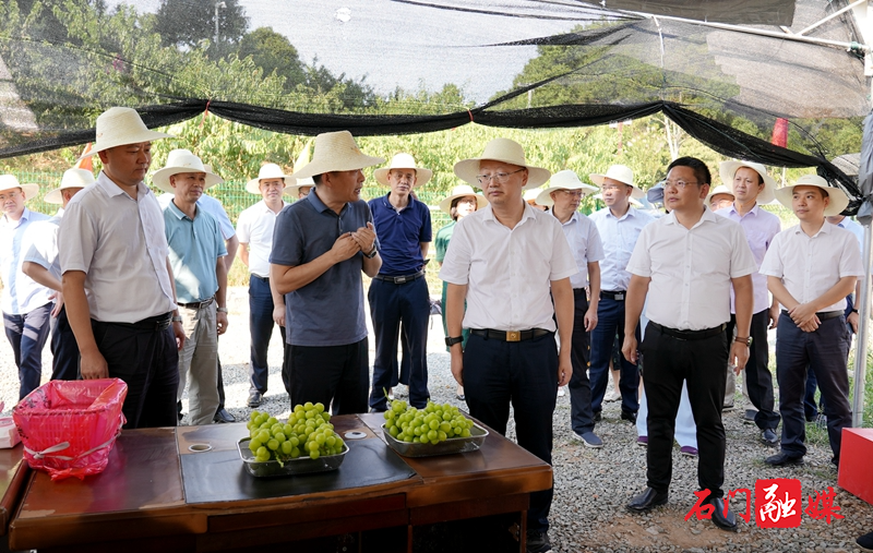 市领导来石调研乡村振兴示范片建设工作2.jpg