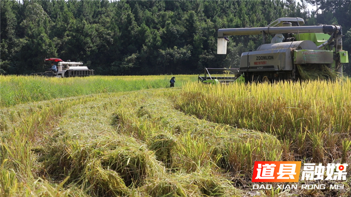 0818道县：收割再生稻  夯实米粮仓01.jpg