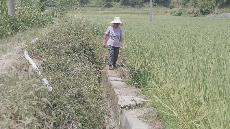 广坪镇铁炉头村党员李桂莲值守调度稻田灌溉.png