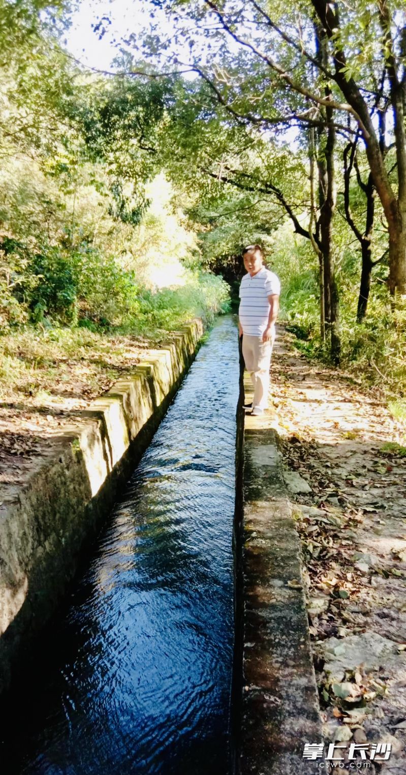 排除水障后，水库清流涌进田间。   均为长沙晚报通讯员姚艳芳供图