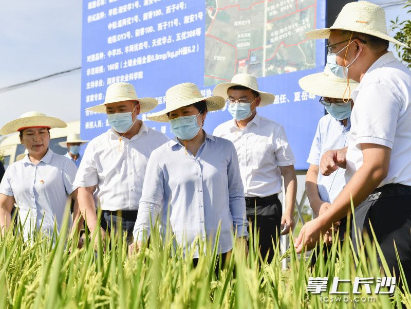 吴桂英在高塘岭街道月圆村万利种植专业合作社察看渠道输水和水稻生长情况。