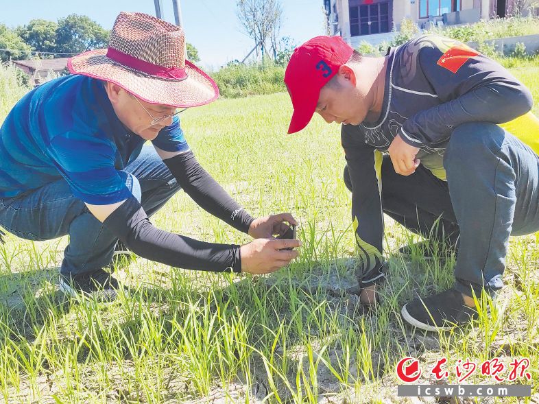 　　夏礼明（左）正在用手机拍摄受旱稻田的情况，并现场问诊旱情，为农户抗旱止损支招。　　长沙晚报全媒体记者 钱娟 摄