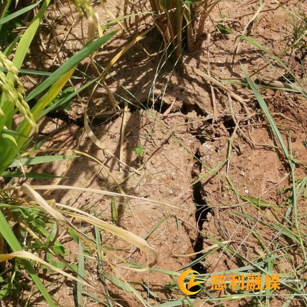 抗旱，查看受灾情况2.jpg