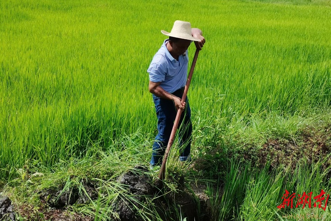 “有信心打赢这场硬仗”  ——长沙县金井镇湘丰村抗旱现场直击