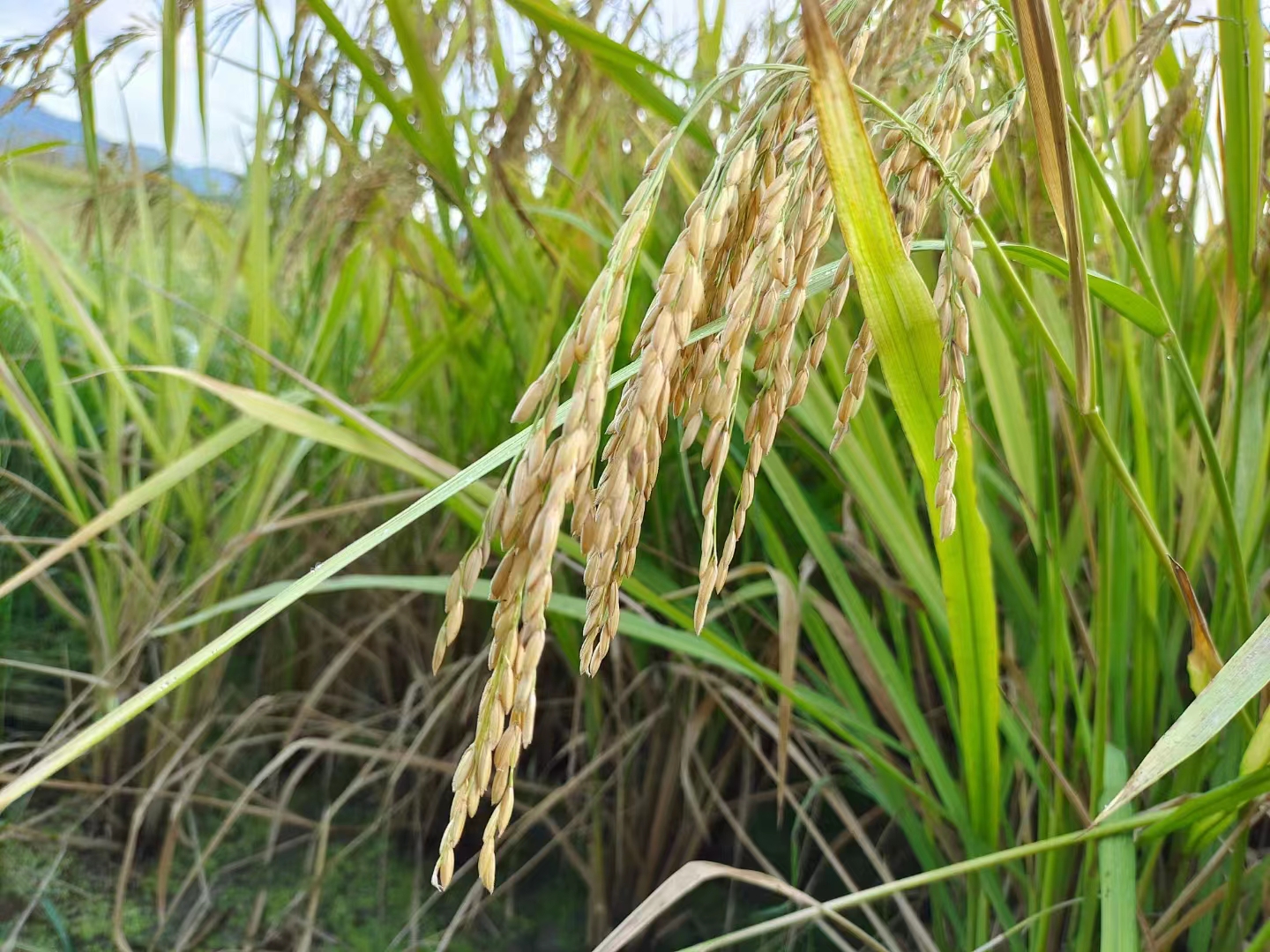 微信图片_20220827184241.jpg 微信图片_20220827184241.jpg