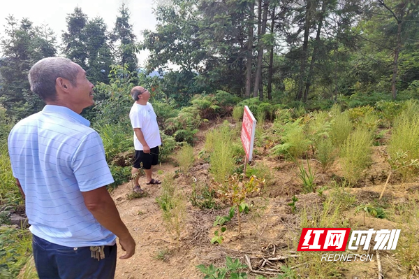 8月25日， 周芳华同管委会干部在廖家桥实地察看安置区磨芋种植大户旱情，现场指导如何自救。.jpg