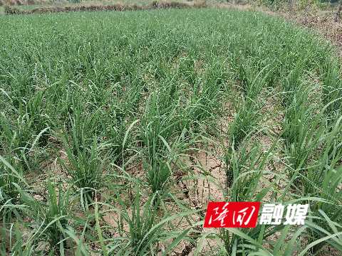 62cuw58u67ud6f0rndll9dwfa_0.jpg 62cuw58u67ud6f0rndll9dwfa_0.jpg