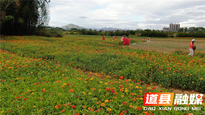 0826道县五侯社区：打造“花海经济”助推乡村振兴01.jpg