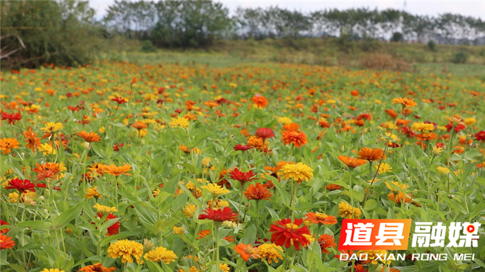 0826道县五侯社区：打造“花海经济”助推乡村振兴03.jpg