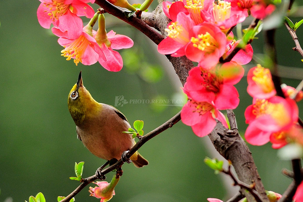 稀里马哈4.jpg 稀里马哈4.jpg