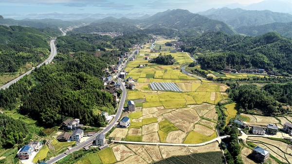 双江镇：秋收好“丰”景 秋粮抢收忙 (9).jpg