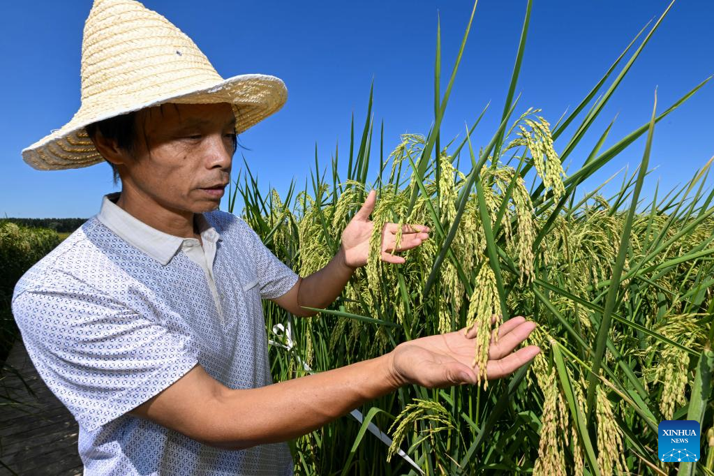"Giant rice" in north China to enter harvest season in October