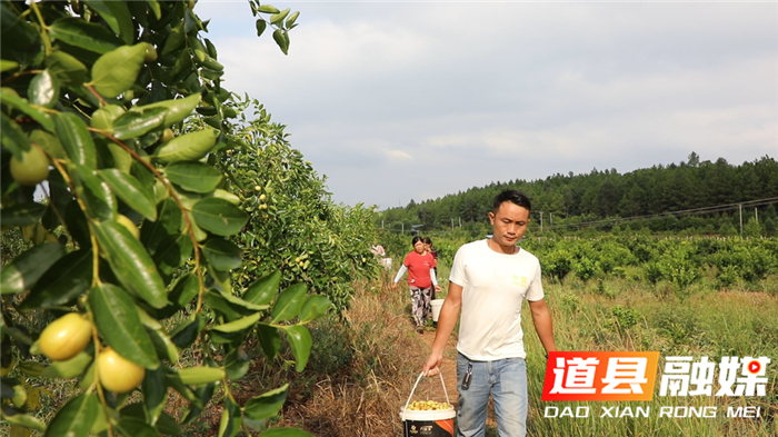 0906道县：金秋脆枣香 游客慕名来03.png