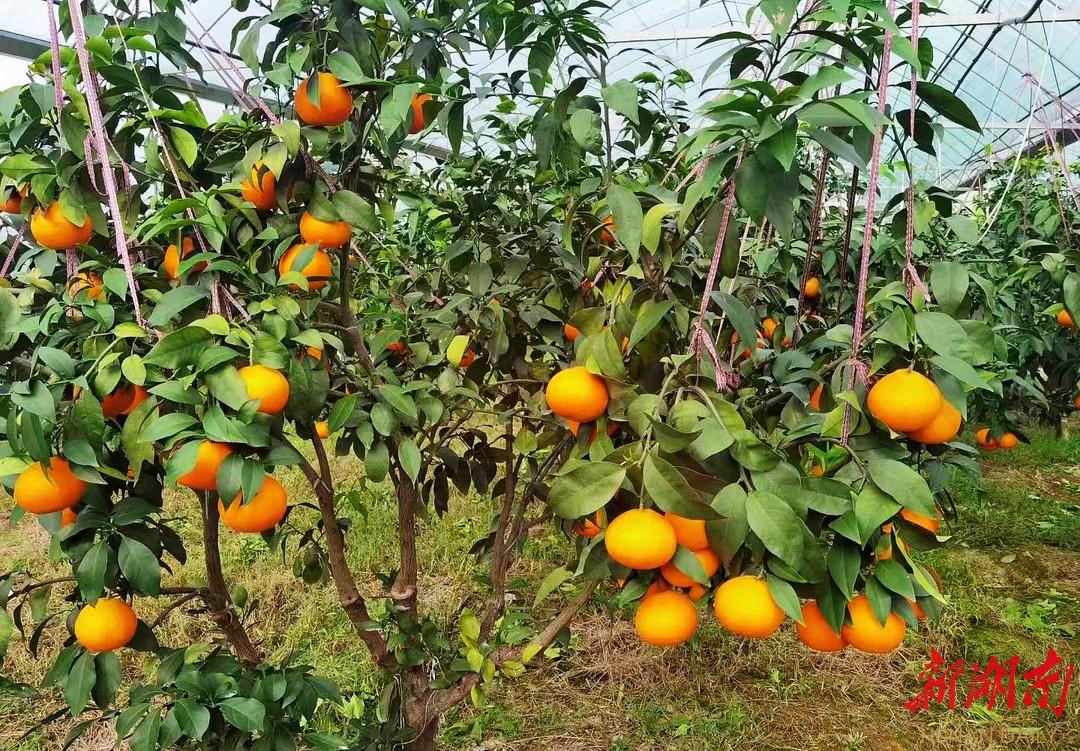 所能与所需挂钩  扶志与扶智联紧 开福区携手城步县五年乡村振兴结硕果