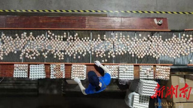 深耕细作土生金——石门县从产业发展上探索有效衔接新路径(上)