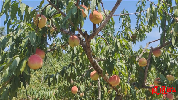 Still0909_00102.jpg Still0909_00102.jpg