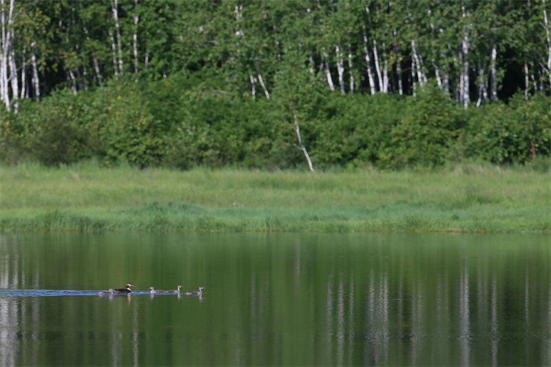 湿地里的凤头鸊鷉.jpg 湿地里的凤头鸊鷉.jpg
