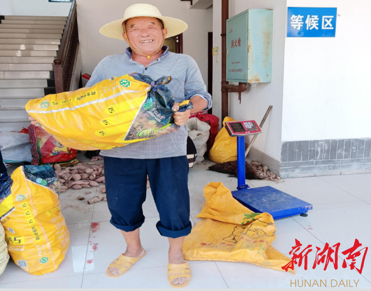 红薯产业靠得住   村民群众笑呵呵——宁乡市老粮仓镇星石村发展“订单农业”促进产业振兴