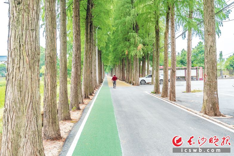 　　双江口镇山园村的网红路。 