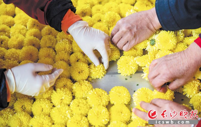 靖港镇福塘村以党建为引领，大力发展皇菊产业，形成了种植、观赏、加工、销售一体化的产业链。 邹麟 摄