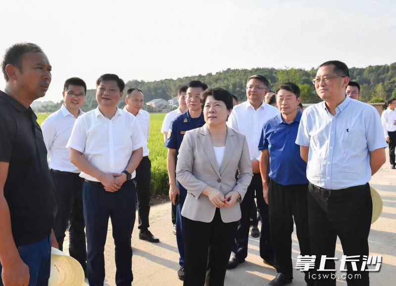 吴桂英在长沙县春华镇龙王庙村粮食生产“四高”综合示范区调研抗旱减灾和“田长制”工作。