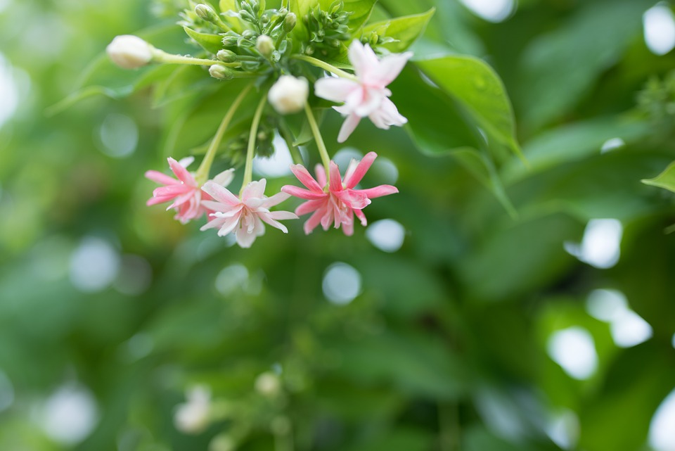 flowers-5457375_960_720.jpg