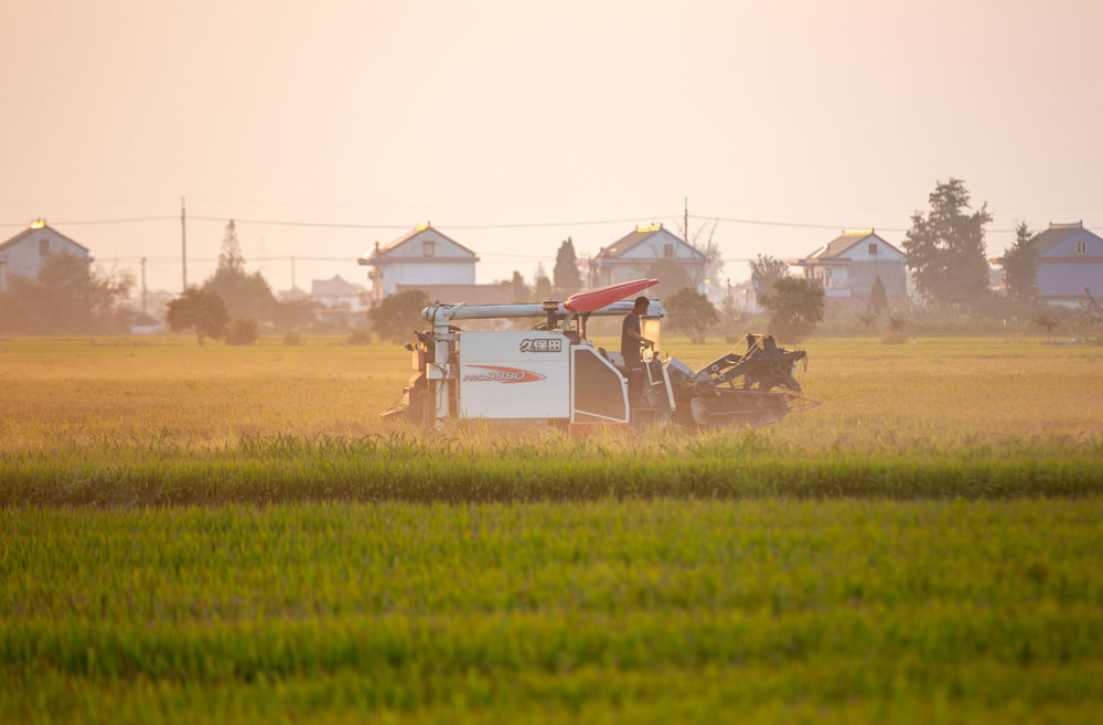 江苏省海安市55.8万亩优质水稻陆续进入收获期，当地村民抢抓晴好天气收割晾晒，确保颗粒归仓。（翟慧勇 摄）