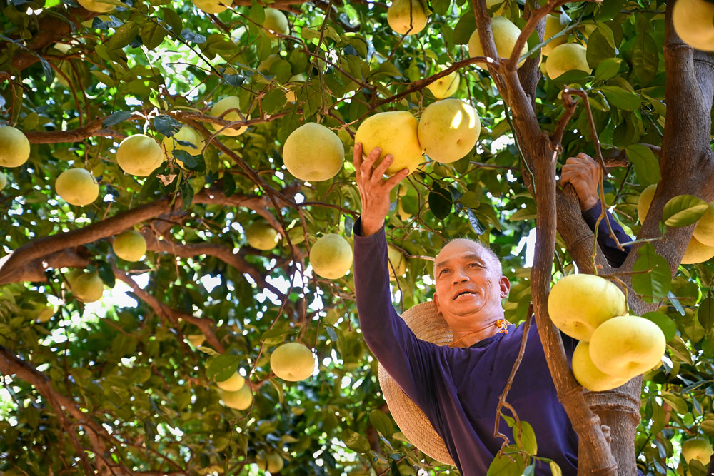 福建省莆田市仙游县的度尾文旦柚喜获丰收，当地农民在正在加紧采收。（郑金相 摄）