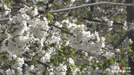 樱桃拉近两国民心 智利期待2023年出口再创新高_fororder___172.100.100.3_temp_9500033_1_9500033_1_1_dcbfe985-ce33-47af-9d48-adf7904bd859