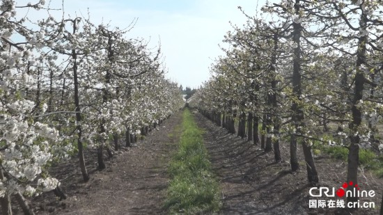 樱桃拉近两国民心 智利期待2023年出口再创新高_fororder___172.100.100.3_temp_9500033_1_9500033_1_1_d050d412-ace5-4f46-bc20-4ab84e93772e