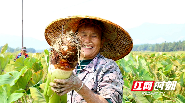 香芋.png