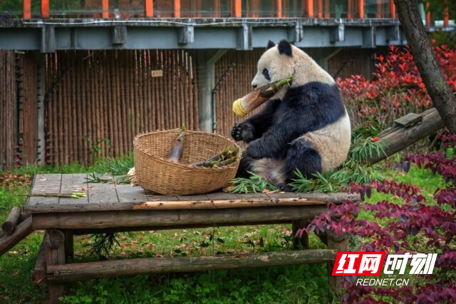 占据长株潭一体化“C位”，天心区底气何在？