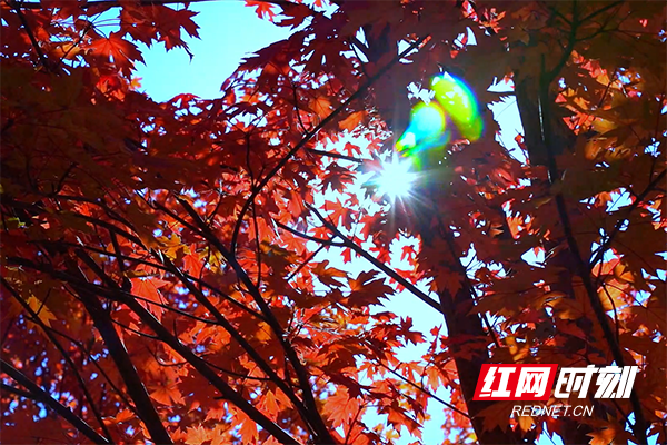 阳光透过树叶间隙多彩斑斓1.png