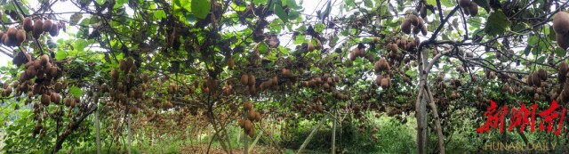 非凡十年·湖南日报特刊|溪州大地展新颜——永顺县经济社会发展的非凡十年