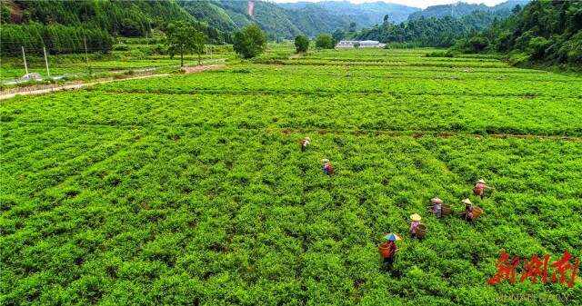 非凡十年·湖南日报特刊|溪州大地展新颜——永顺县经济社会发展的非凡十年