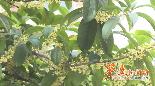 宁远：金秋十月 丹桂飘香_副本500.jpg