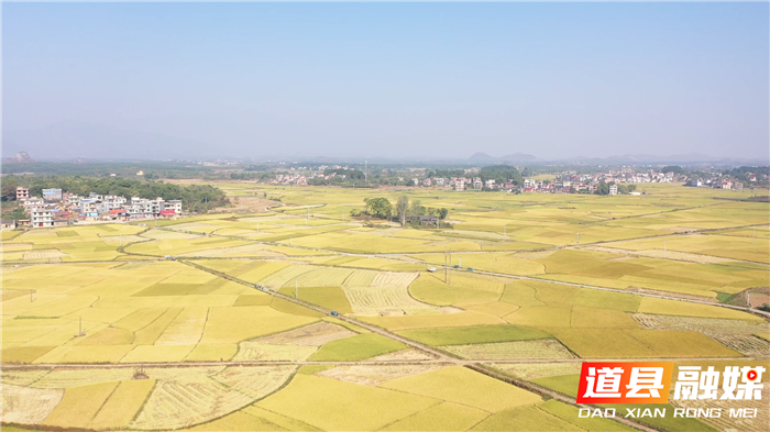 1017道县：优质稻万亩核心示范片迎来丰收03.bmp