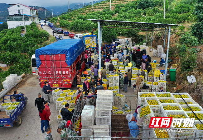 东江湖蜜橘销售现场.jpg